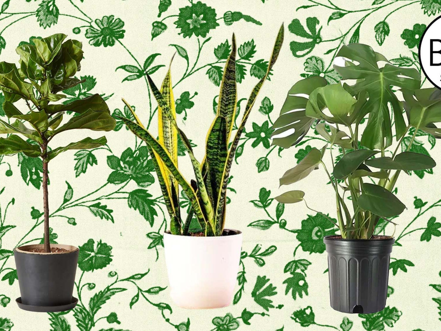 How to Choose and Cultivate Greenery in Your Home Like a Plant Pro